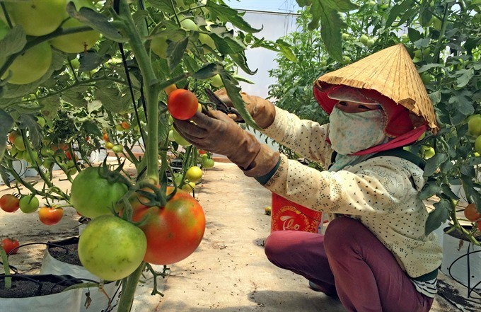 A farmer harvests tomatoes planted in a greenhouse in Central Highlands Lam Dong Province’s Don Duong District. Pragmatic policies are thought to be needed for the Government to realize its goal of promoting start-ups in the agriculture sector. (Photo: VNA/VNS) A farmer harvests tomatoes planted in a greenhouse in Central Highlands Lam Dong Province’s Don Duong District. Pragmatic policies are thought to be needed for the Government to realize its goal of promoting start-ups in the agriculture sector. (Photo: VNA/VNS)